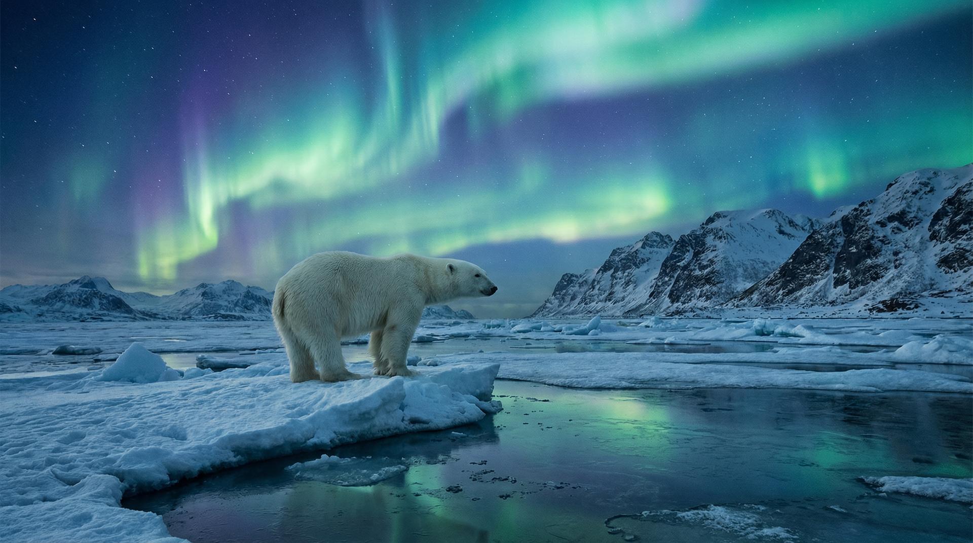 茄子视频北极熊视频